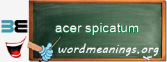 WordMeaning blackboard for acer spicatum